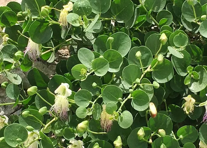 Cappari House * Naousa (Paros)